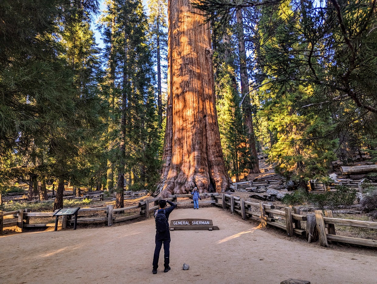 Visitors standing in awe at the base of the massive General Sherman Tree in Sequoia National Park
