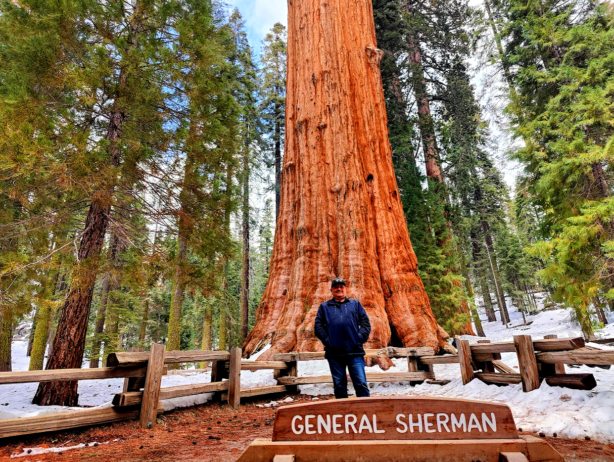 Towering trunk and crown of the ancient General Sherman Tree reaching into the sky