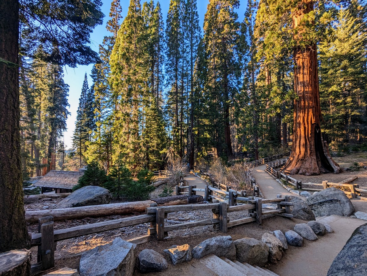 Paved walking path winding through ancient sequoia trunks along the Sherman Tree Trail