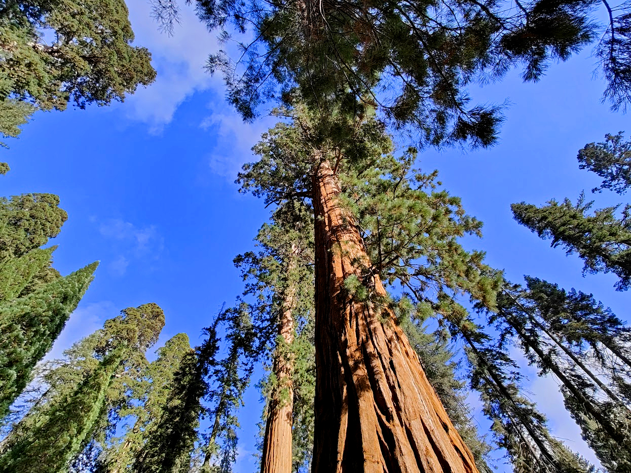 Looking up through the towering forest canopy of red-barked giant sequoias