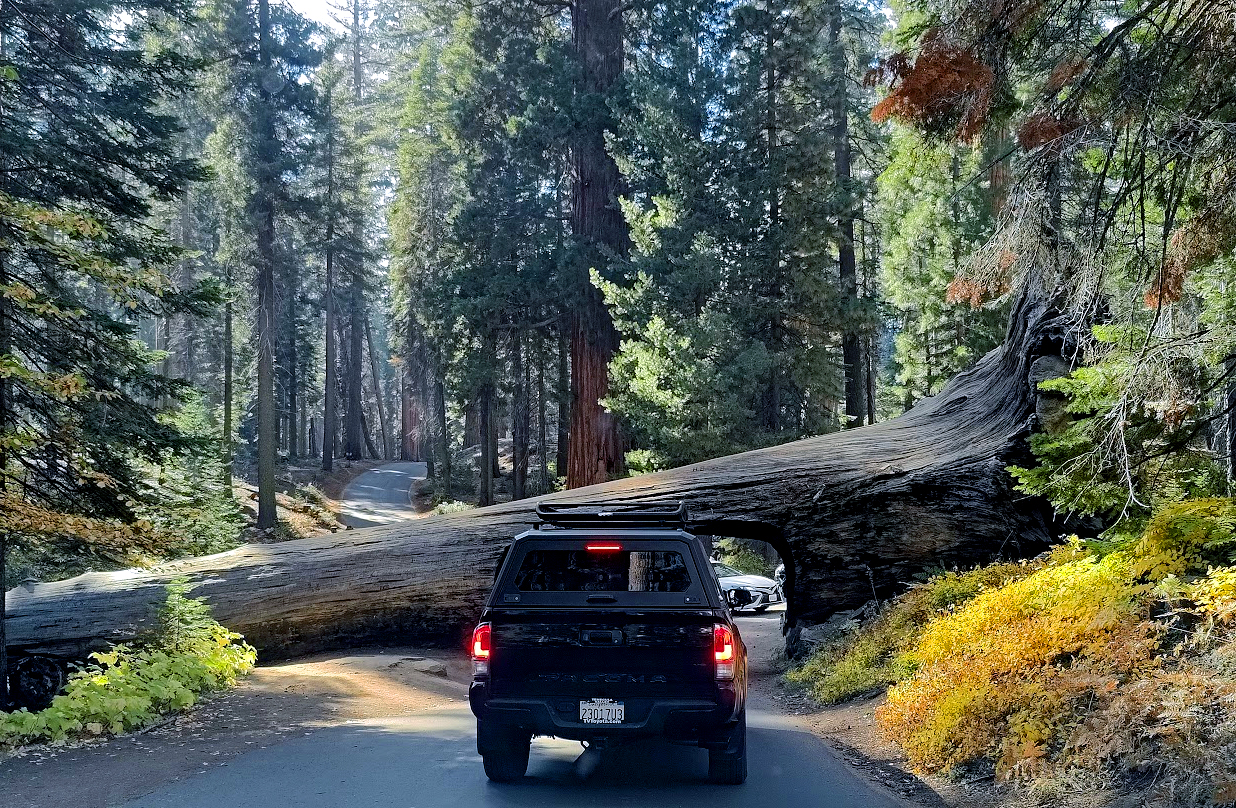 Famous Tunnel Log carved through a fallen giant sequoia along the forest road