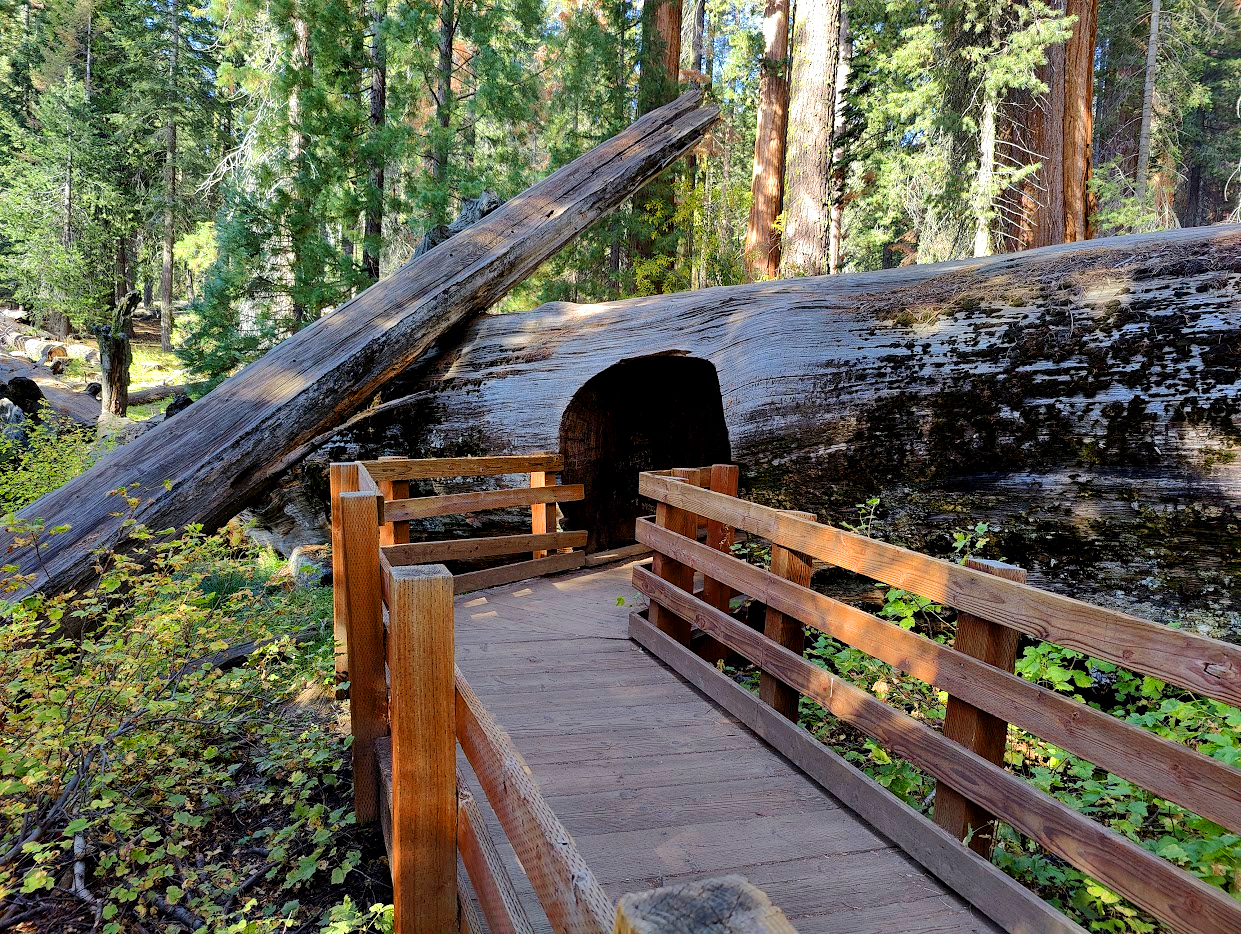 Visitors walking along a massive hollowed sequoia tree trunk
