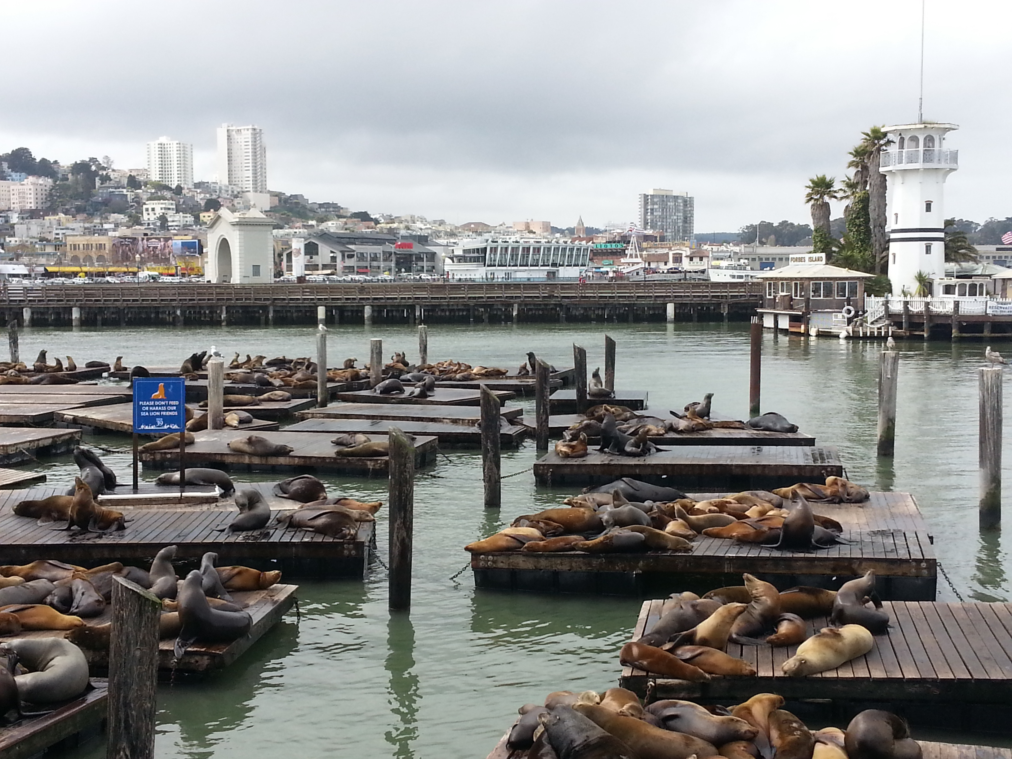 California sea lions basking on docks at Pier 39