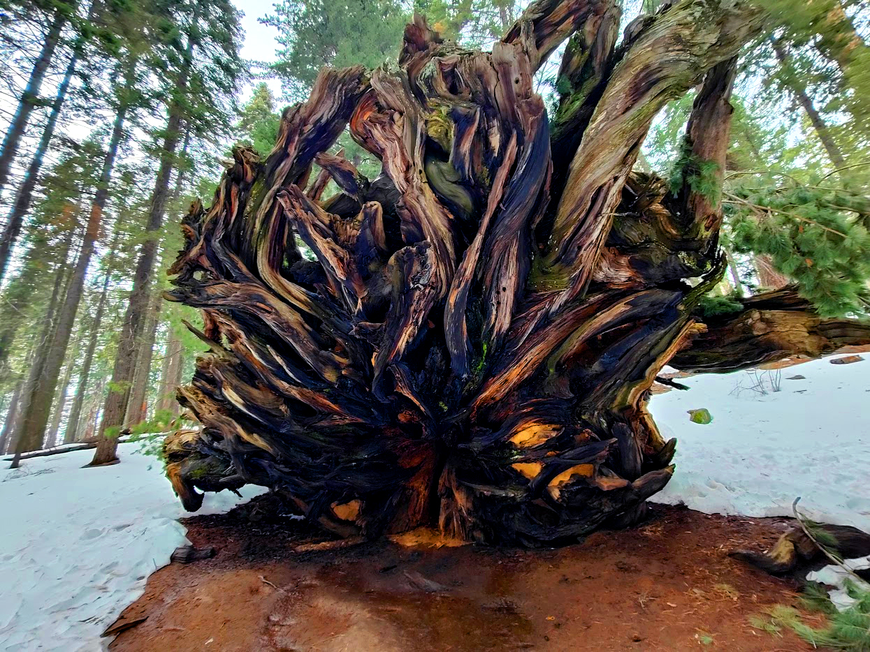 Massive radial root base of a fallen ancient sequoia monarch in the Giant Forest