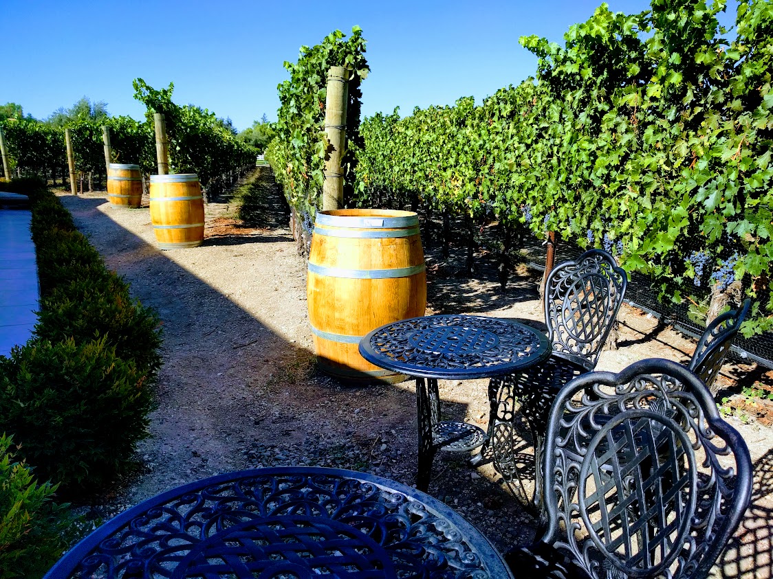 Grape clusters growing at a Santa Ynez Valley vineyard